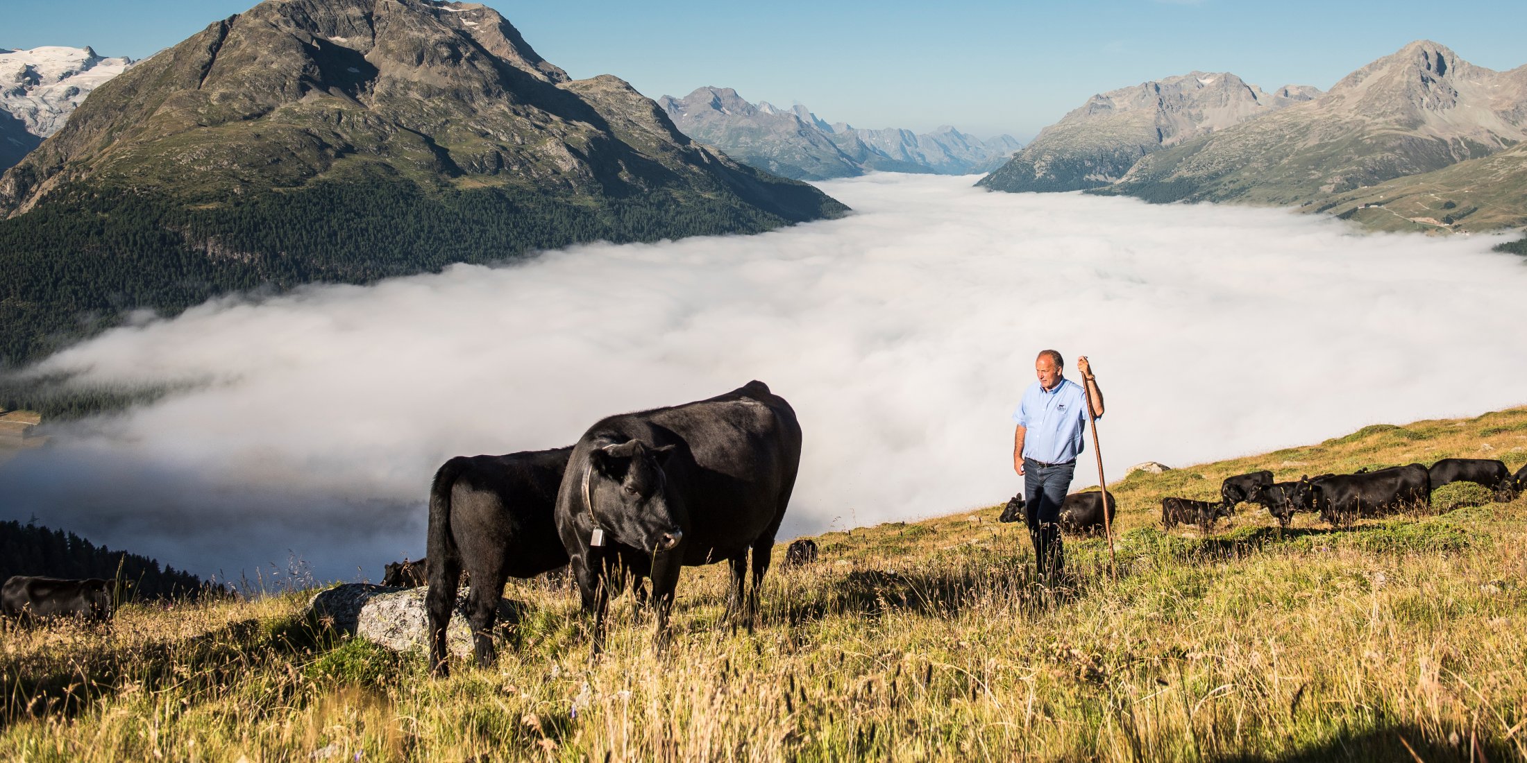 Swiss-Black-Angus-mit-Landschaft