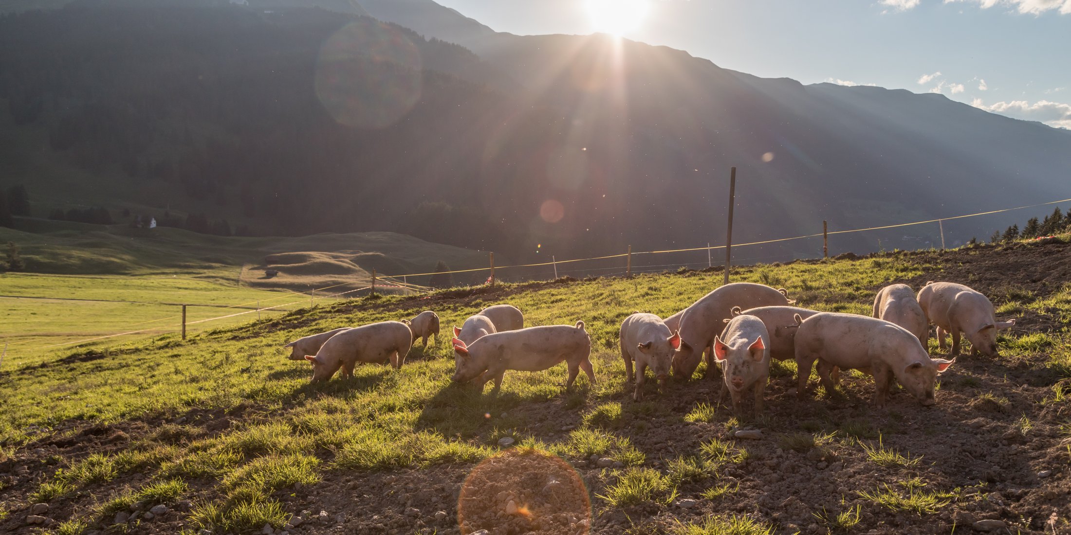 schweine