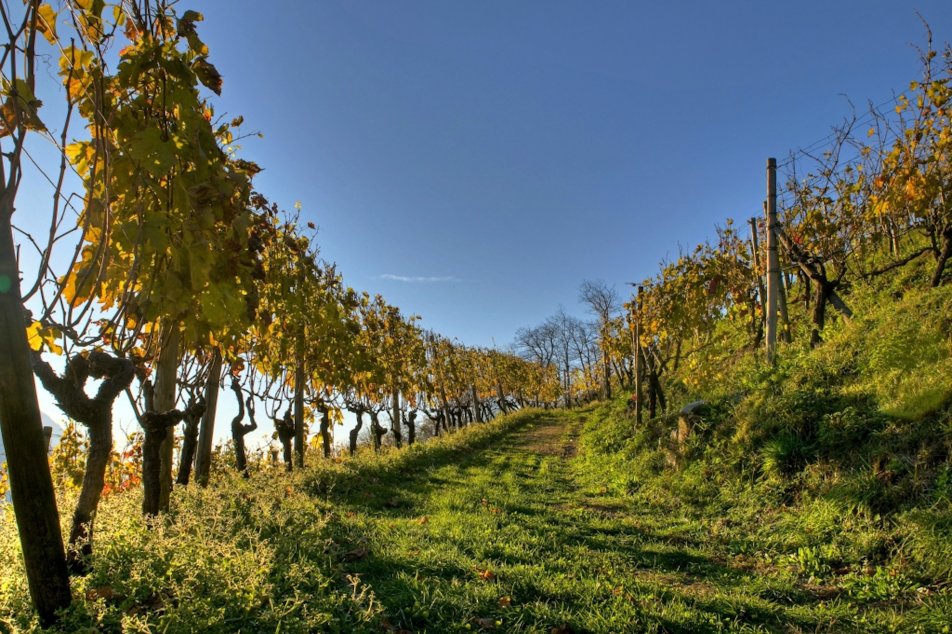 weinanbau-bio.jpg