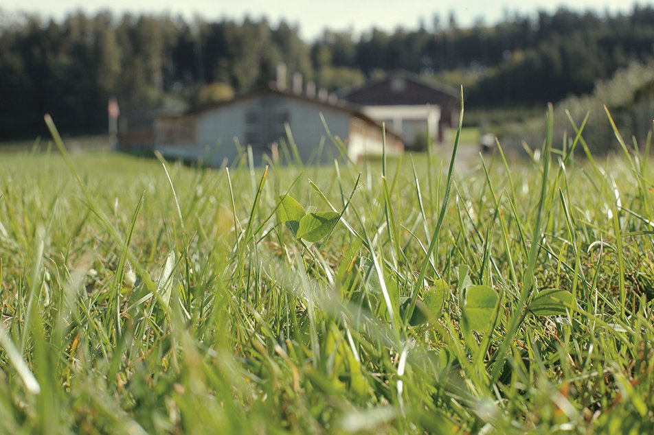 sponsored blog frifag gras stall hintergrund