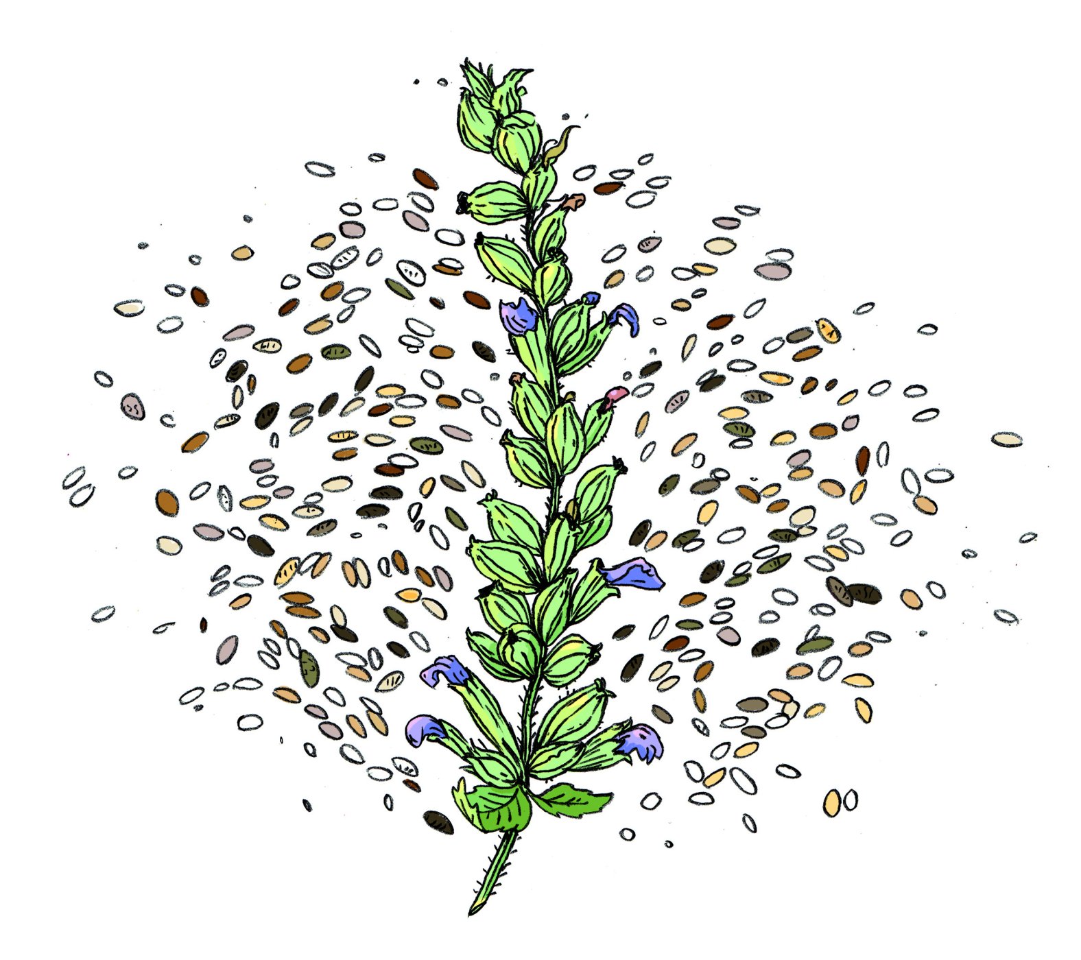 Inspiration-Chia