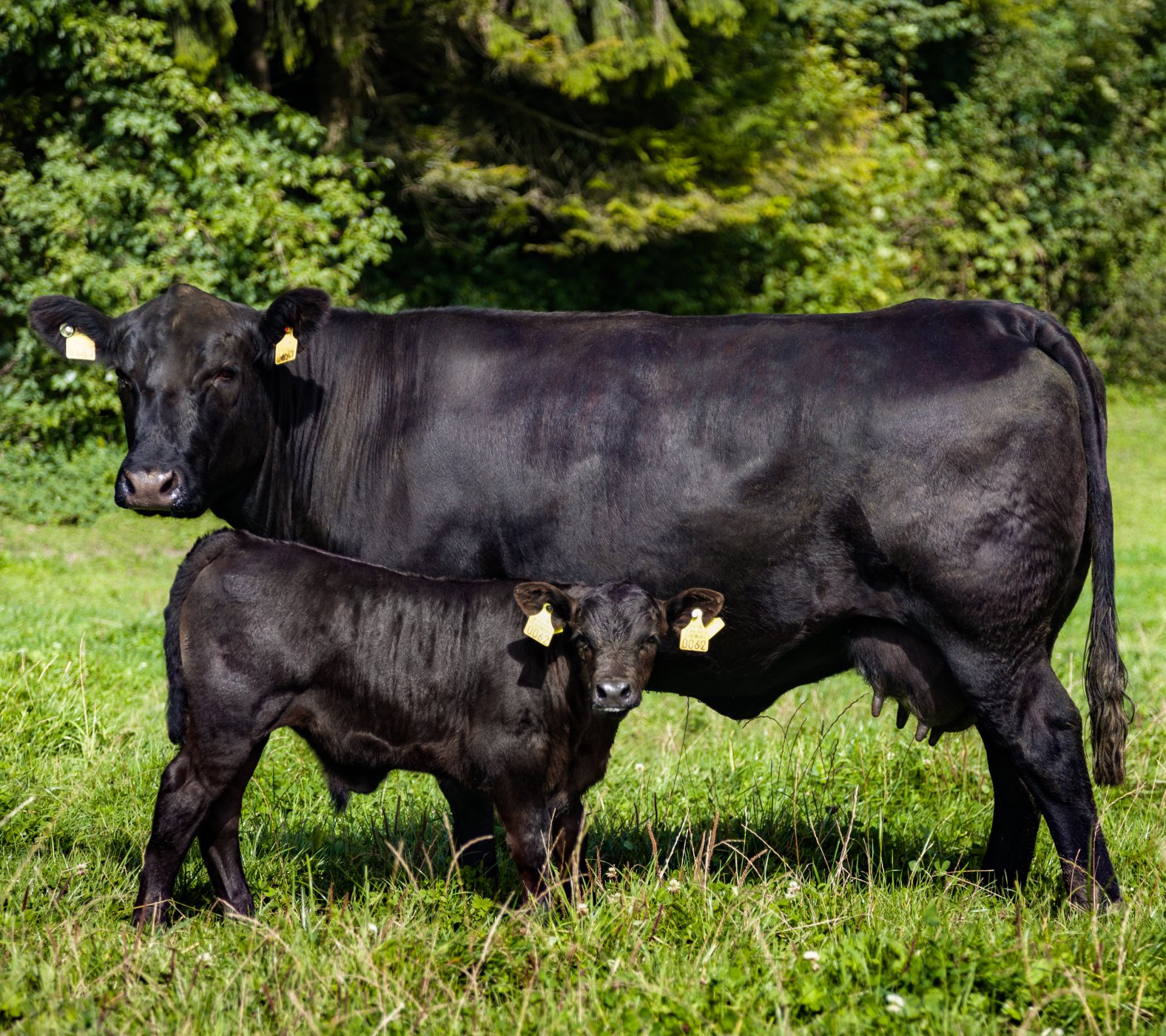 Mutterkuhhaltung-Swiss-Angus-Beef-