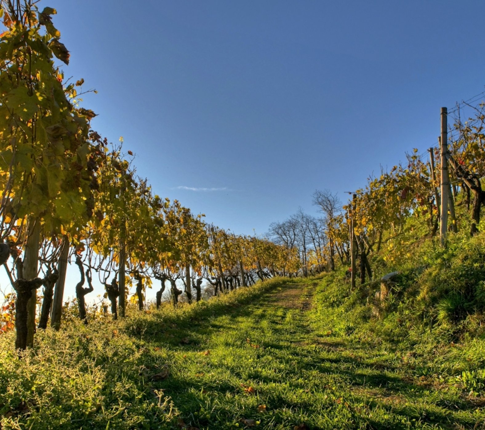 weinanbau-bio.jpg