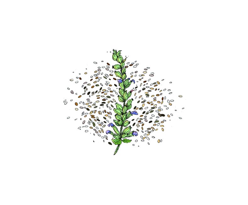 Inspiration-Chia