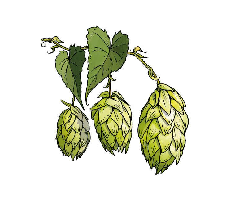 hopfen