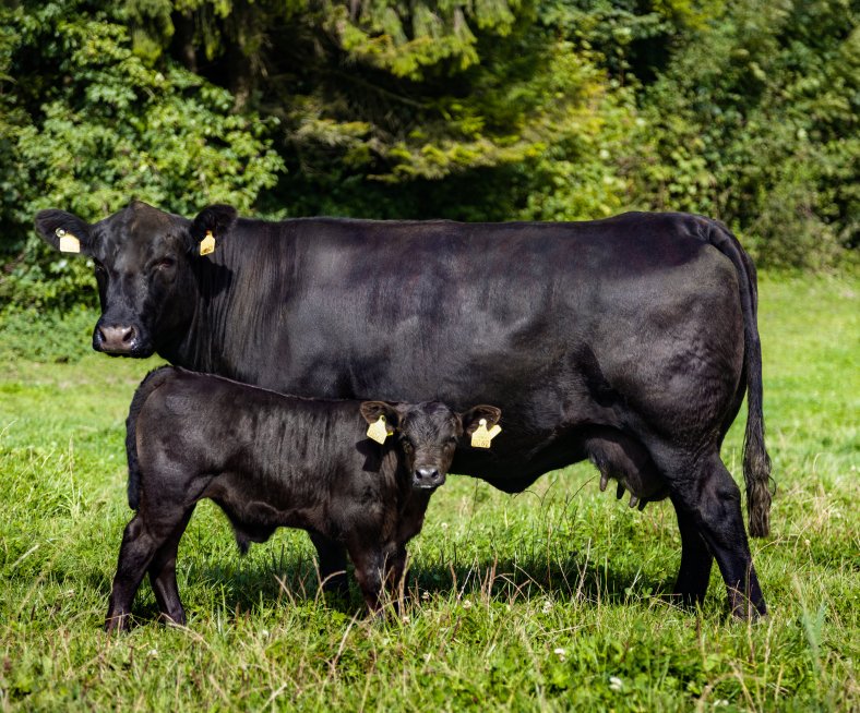 Mutterkuhhaltung-Swiss-Angus-Beef-