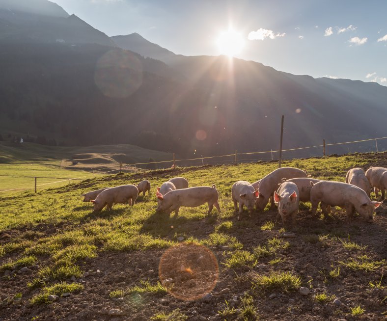 schweine