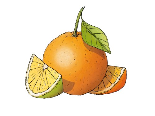 AmuseBouche_Orange