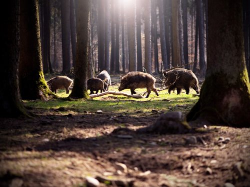 Wildschweine durchstreifen den Wald